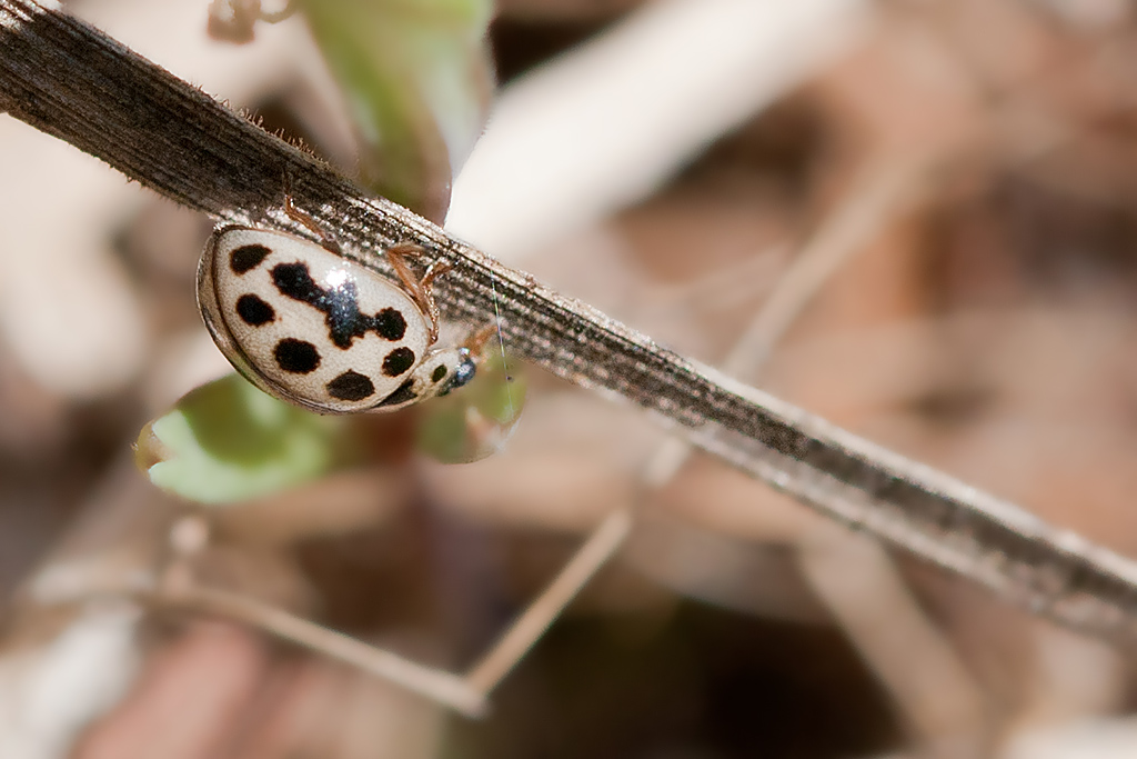 Tytthaspis sedecimpunctata J Rivière.jpg