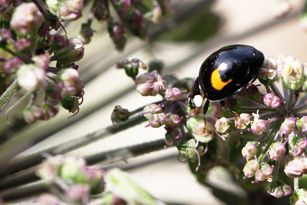 Adalia bipunctata 2 J Rivière.jpg