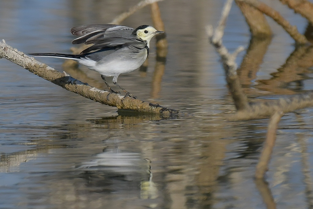 DSC_8415.JPG
