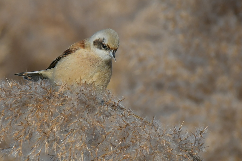 DSC_8081.JPG
