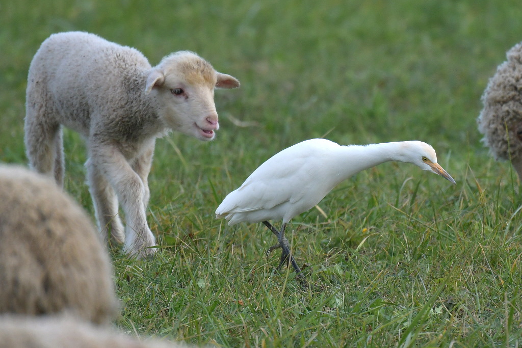 DSC_8543.JPG