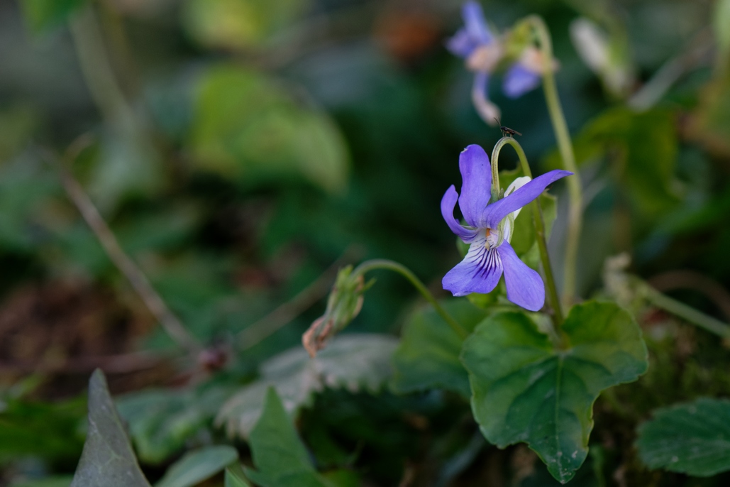 DSC_3207_DxO.jpg