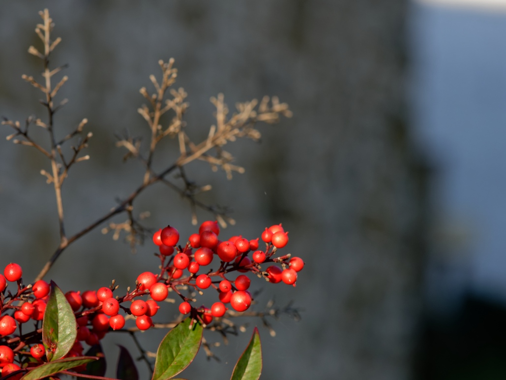 DSC_3208_DxO.jpg
