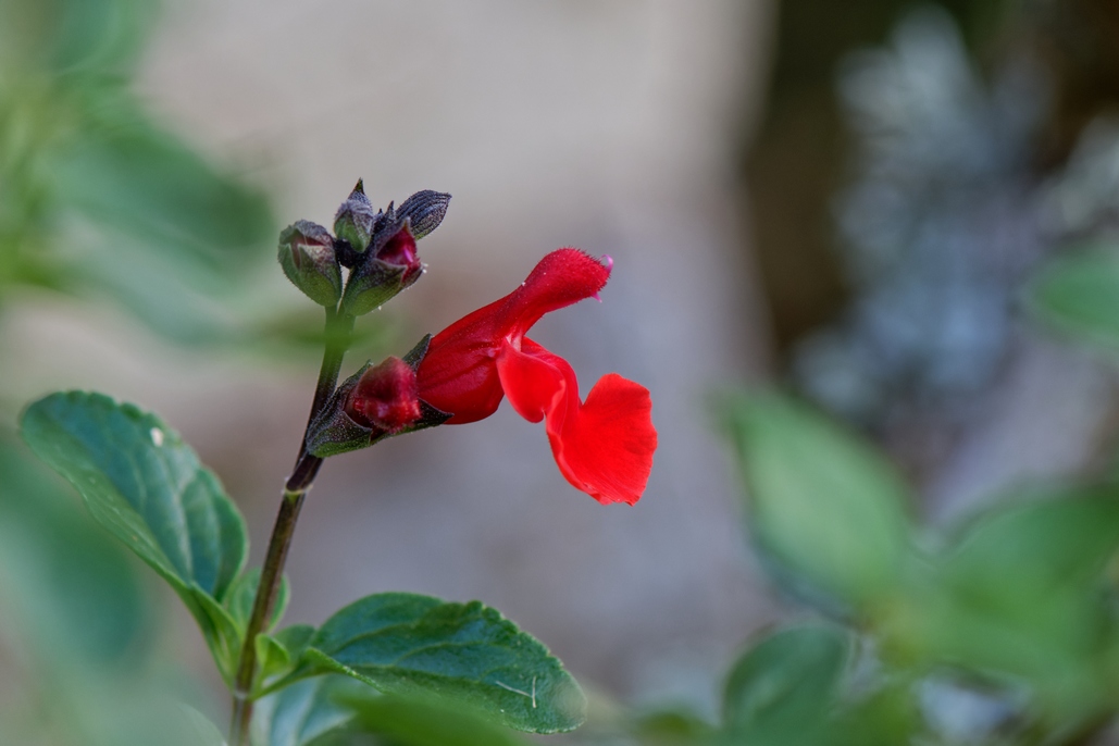 DSC_3212_DxO-1.jpg
