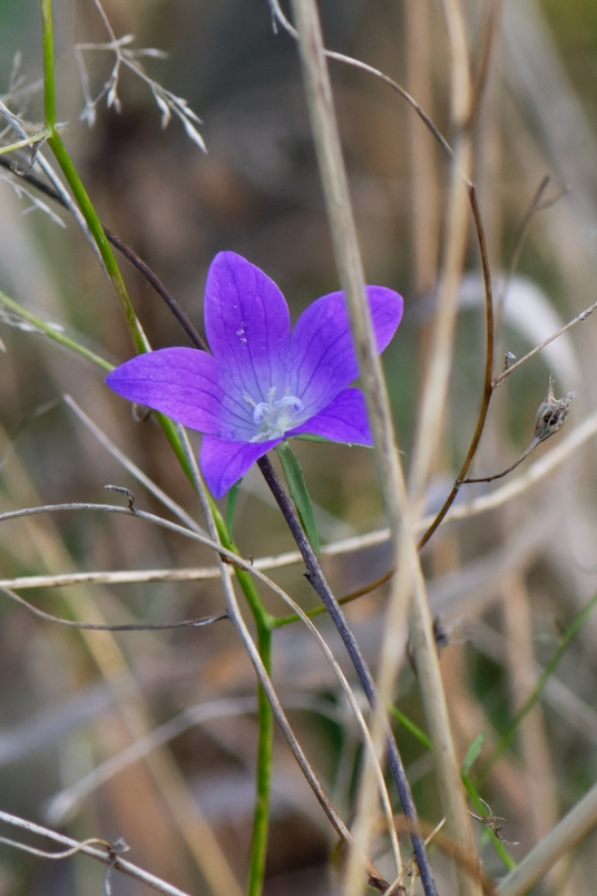 DSC_3224_DxO.jpg