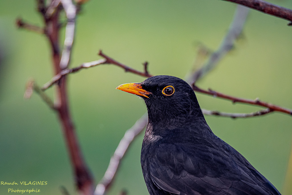 _DSC7605-ps.jpg