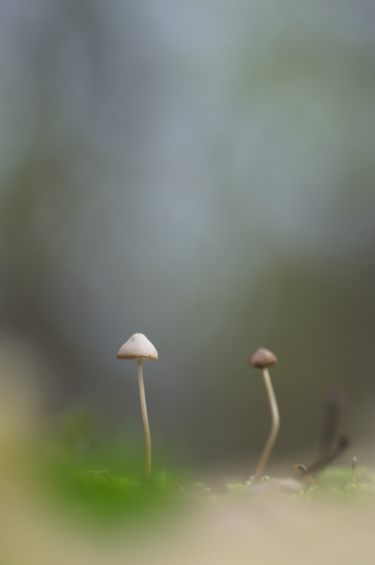 DSC_0084-1.jpg