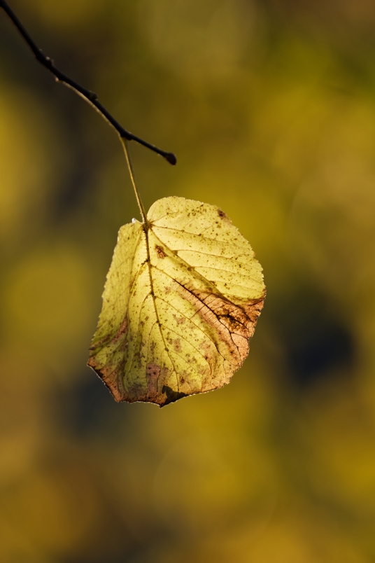 DSC_7111_DxO.jpg