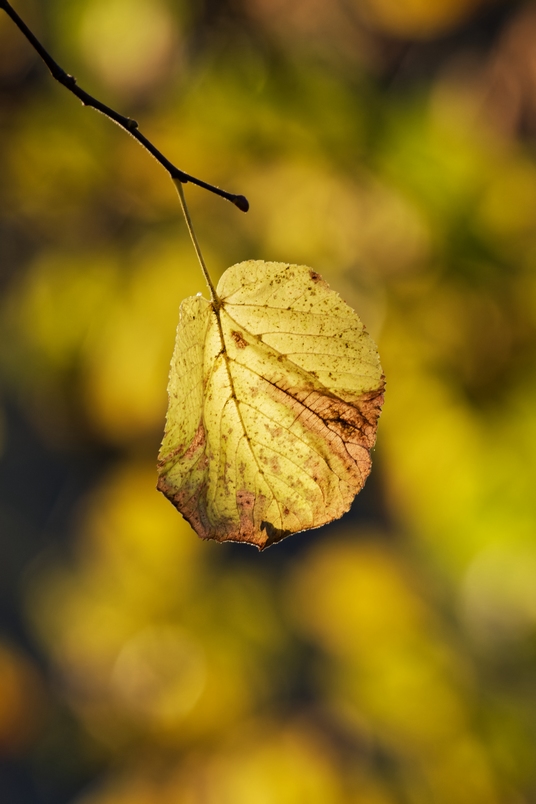 DSC_7113_DxO.jpg