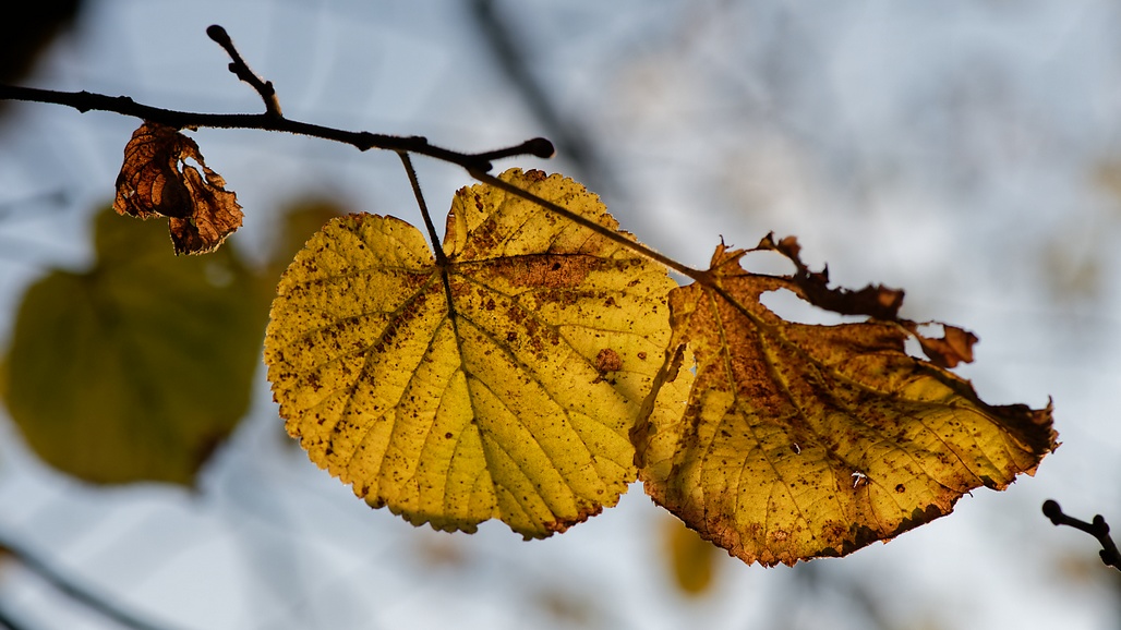 DSC_3232_DxO.jpg