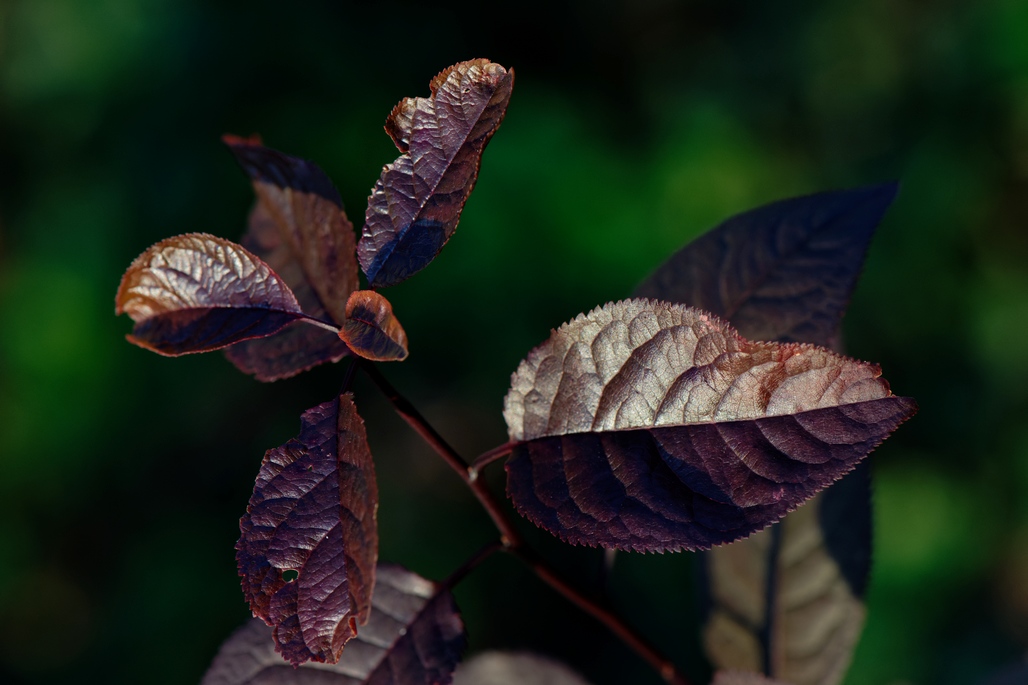 DSC_3246_DxO.jpg