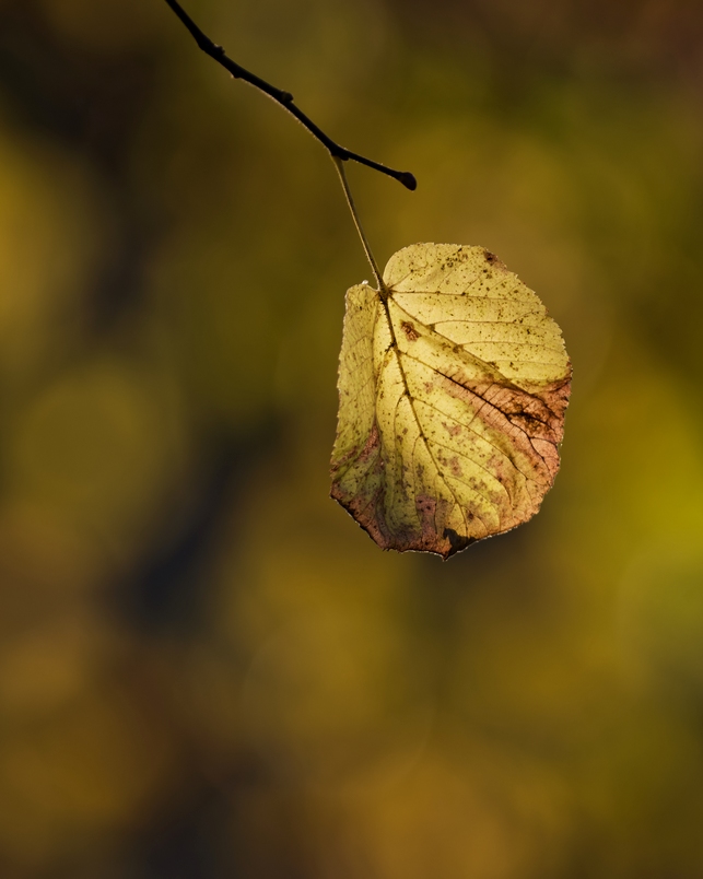 DSC_7114_DxO.jpg