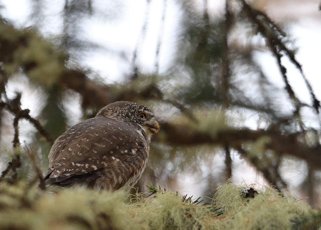 DS5_3021.jpg