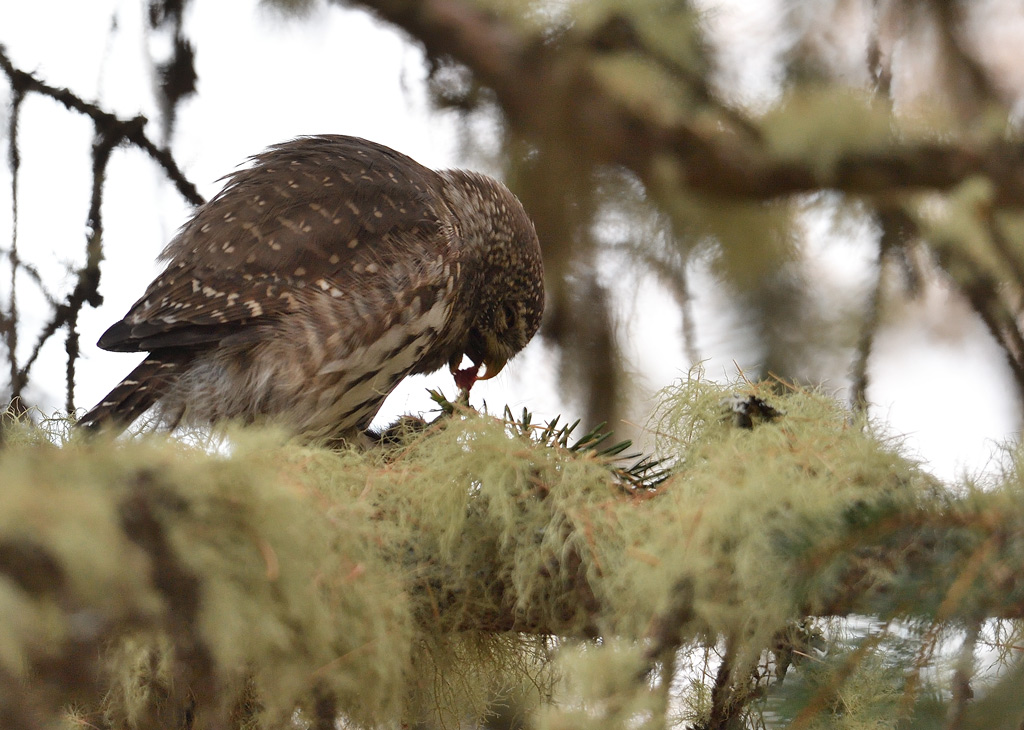 DS5_3041.jpg