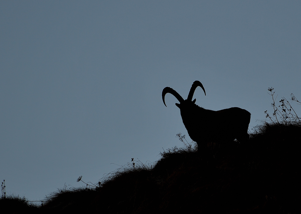 DS5_3076.jpg