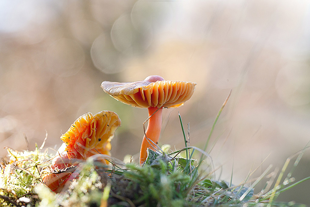 H coccinea 1 IN.jpg
