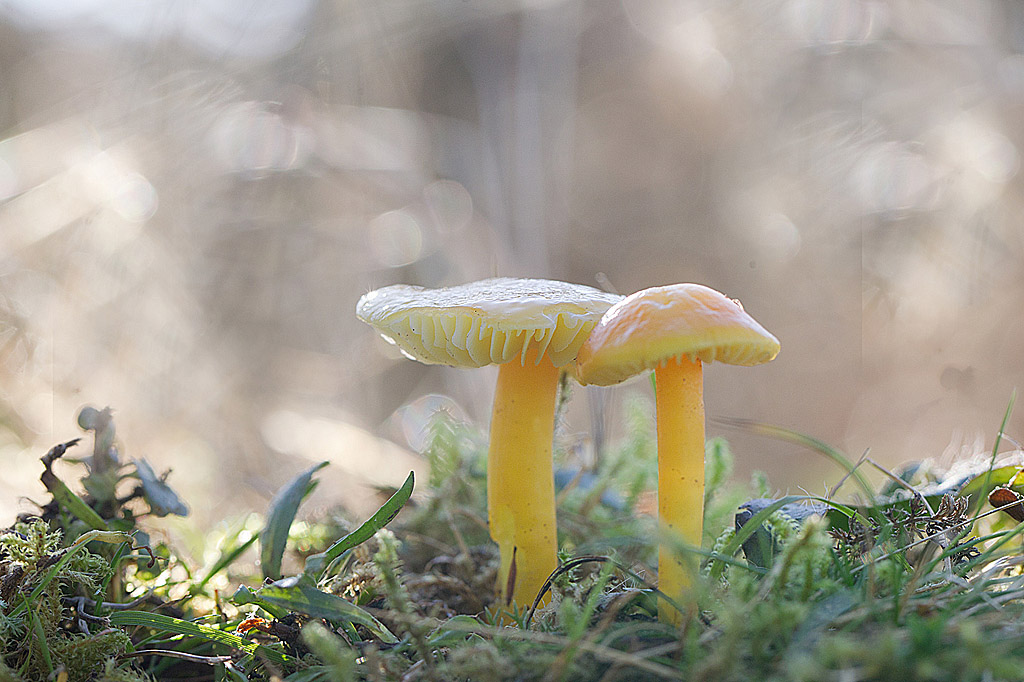 H chlorophana IN.jpg