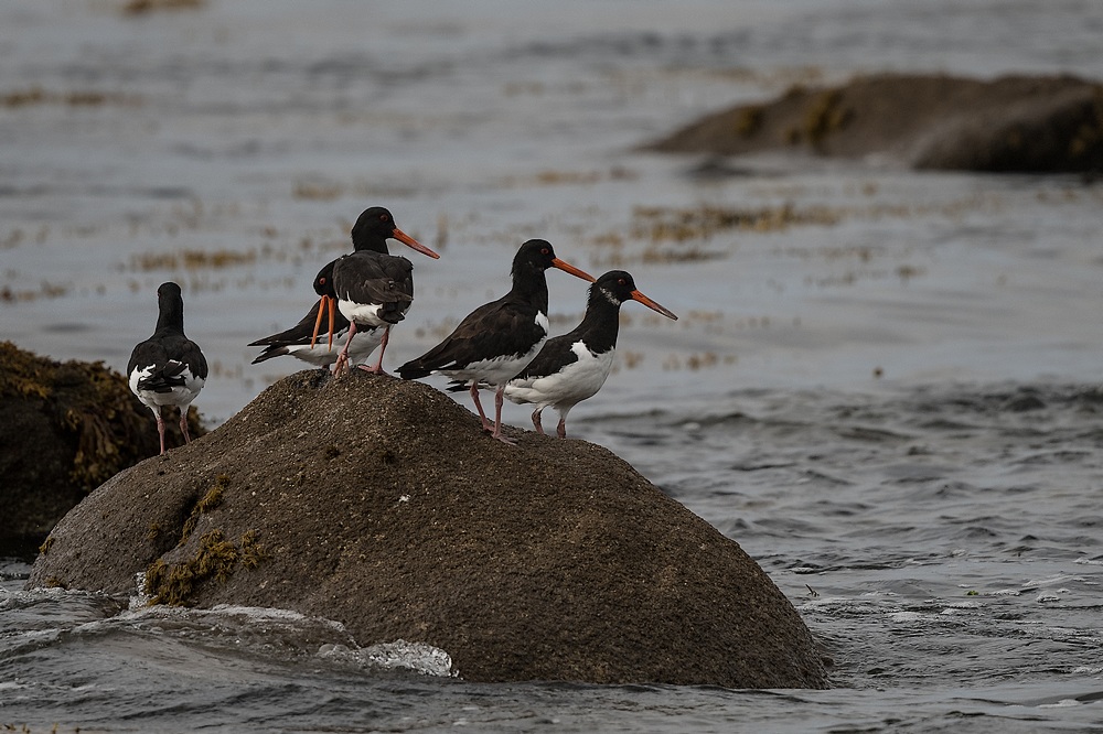 D85_0961-1 in.jpg