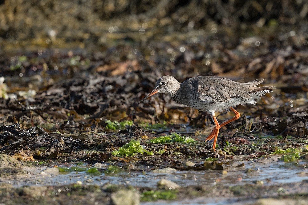 D85_1079-1 in.jpg