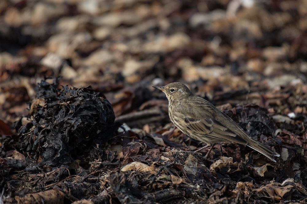 D85_2135-1 in.jpg