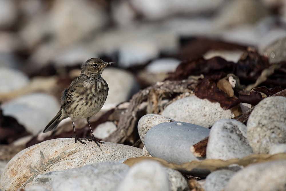 D85_2231-1 in.jpg