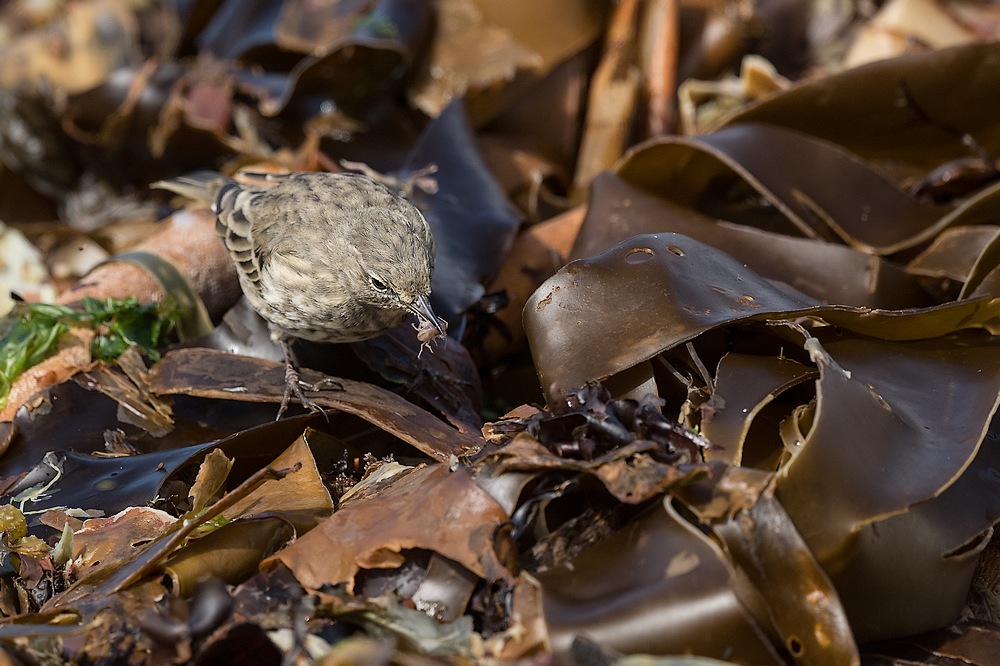 D85_2877-1 in.jpg