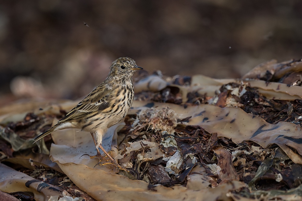 D85_2959-1 in.jpg