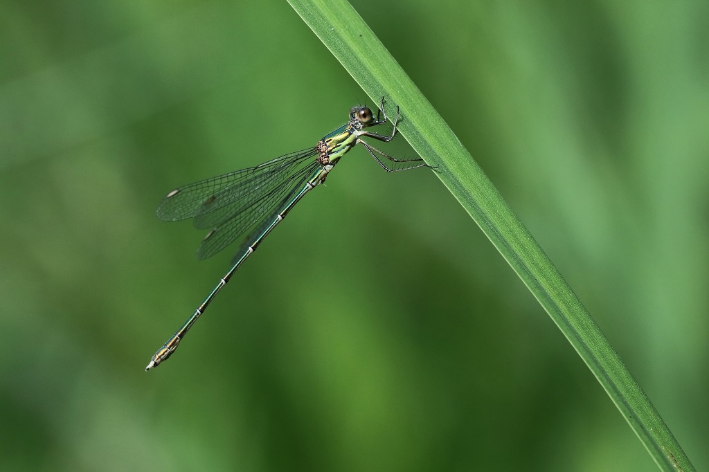 1 IMG_VIRIDIS.JPG
