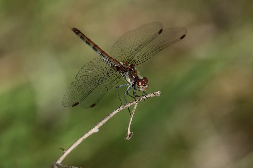 7 IMG_STRIO.JPG