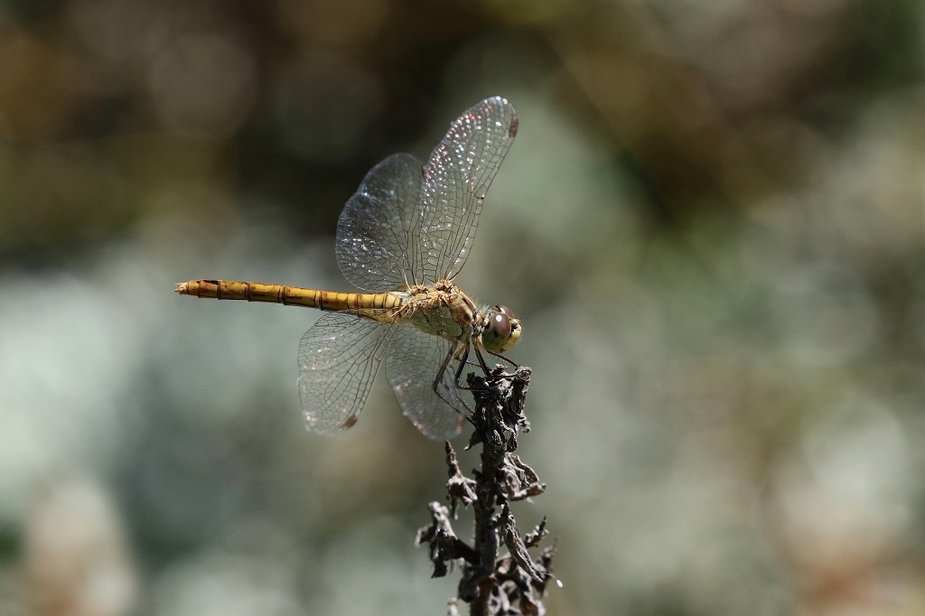 9 IMG_MERIDIO.JPG
