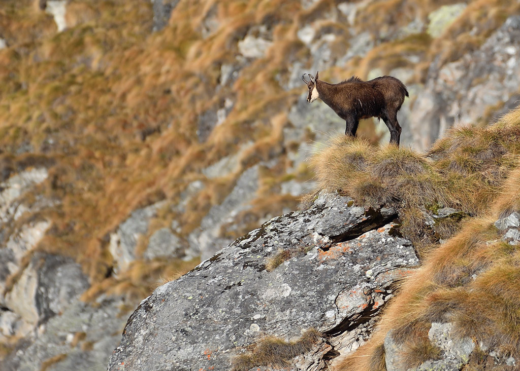 DS5_3126.jpg