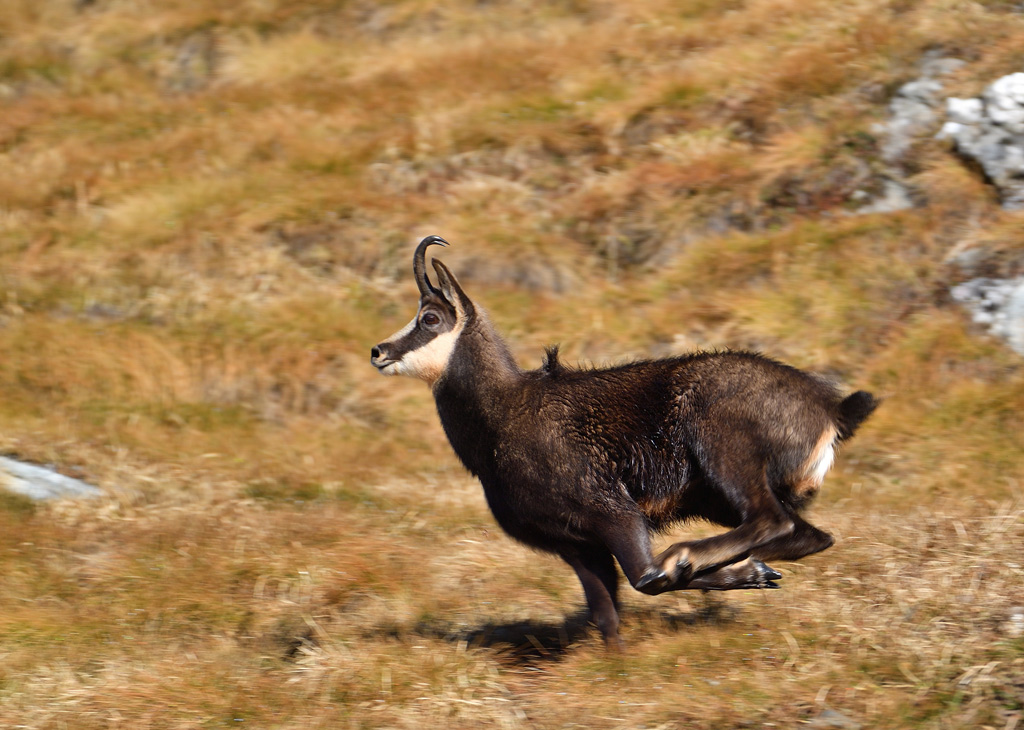 DS5_3130.jpg
