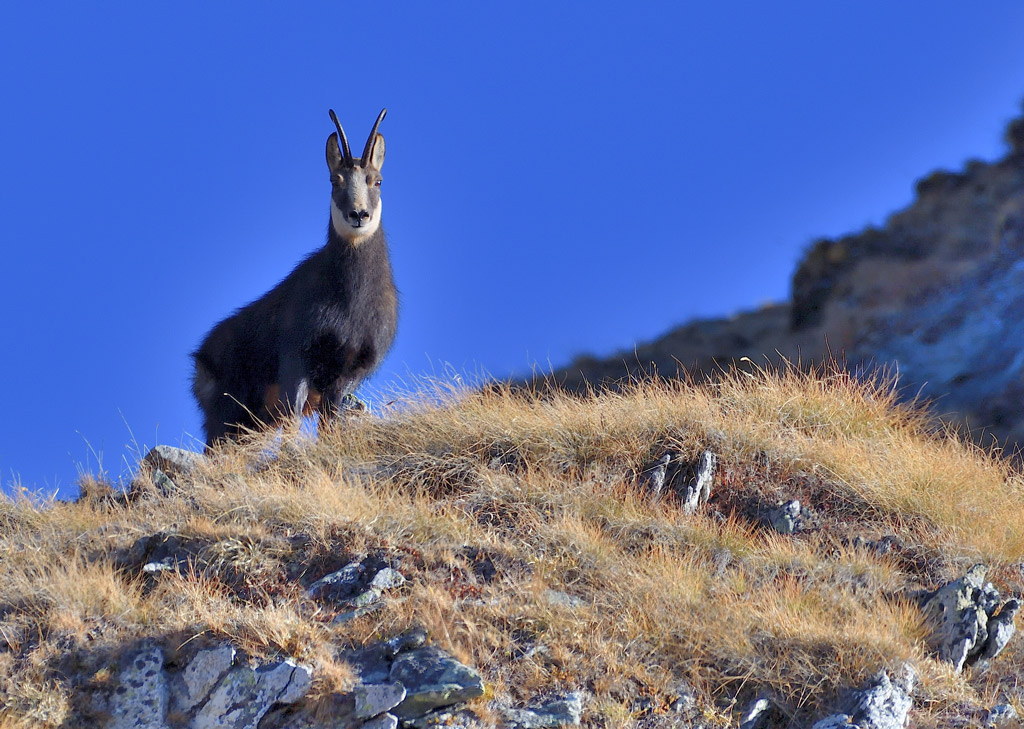 DS5_3135.jpg