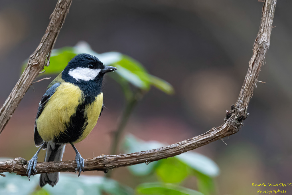_DSC7743-ps.jpg