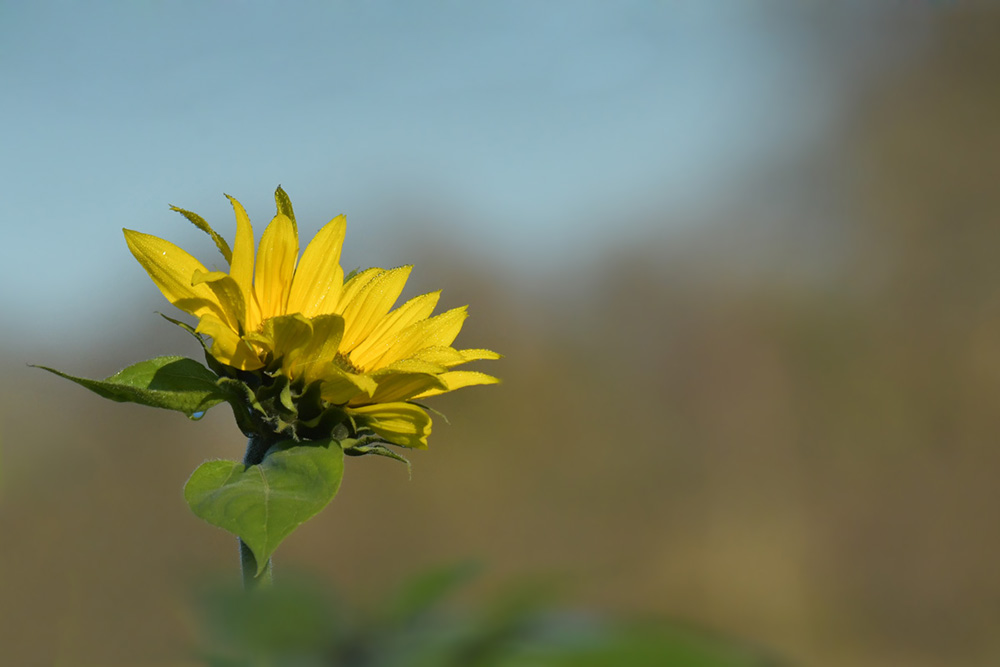 tournesol1.jpg