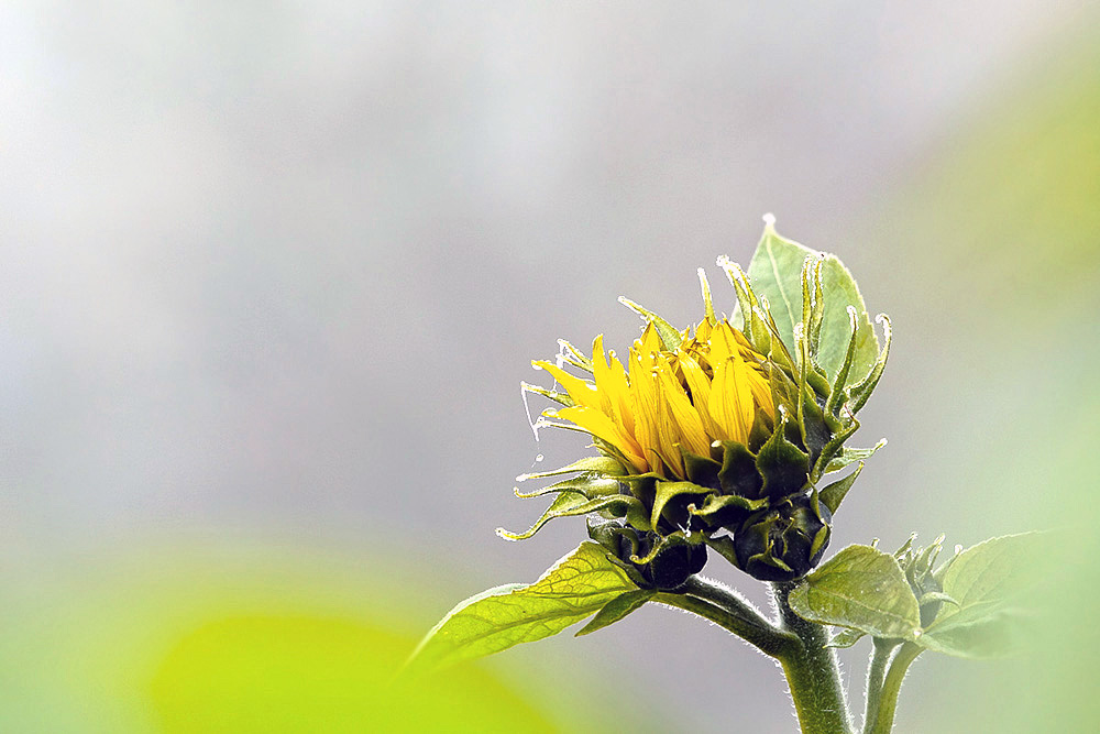 tournesol.jpg