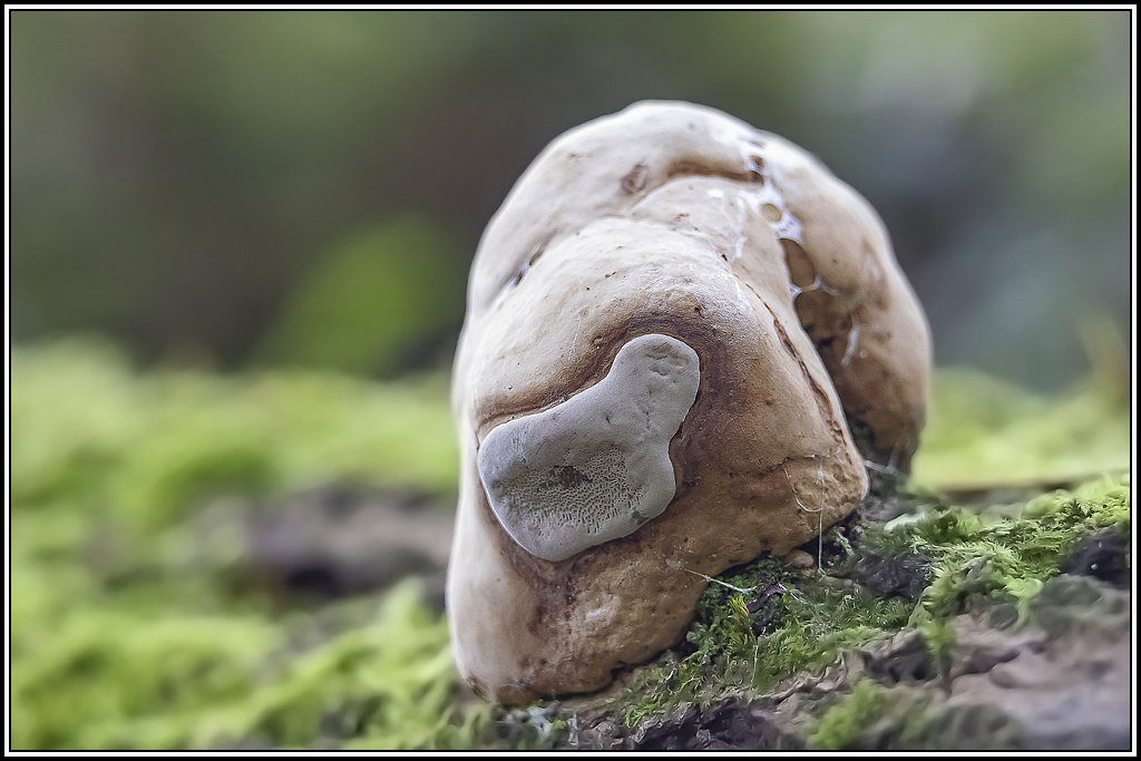 champignon(15).jpg