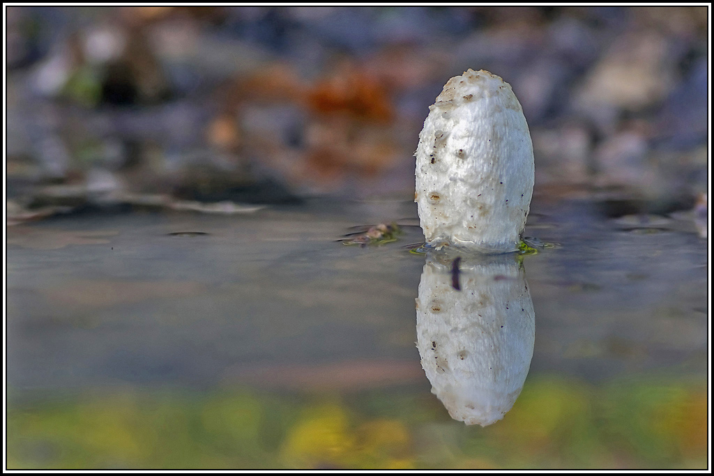 champignon(316).jpg