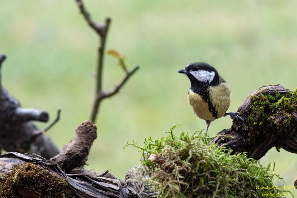 _DSC7765-ps.jpg