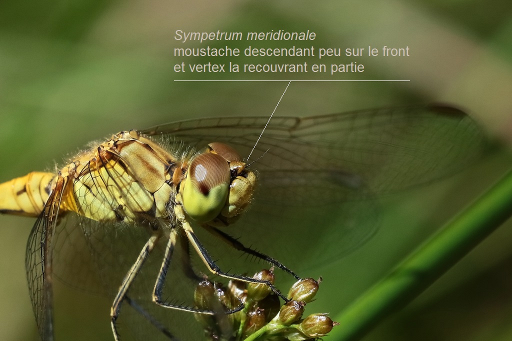 2 IMG_TETE M.JPG