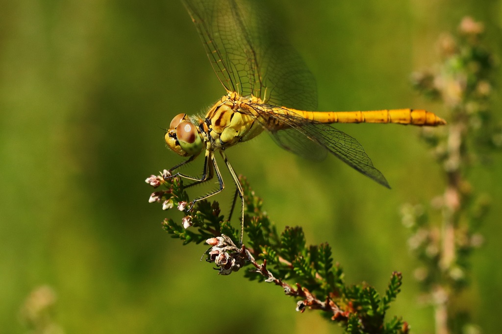 5 IMG_PATTES M.JPG