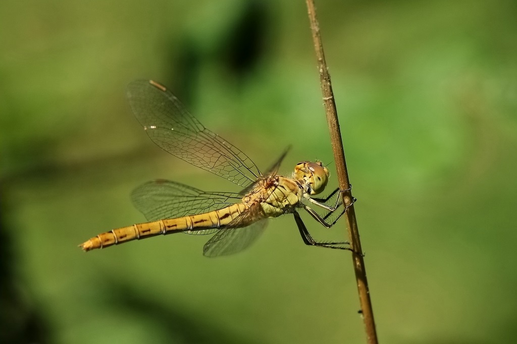 8 IMG_THORAX M.JPG