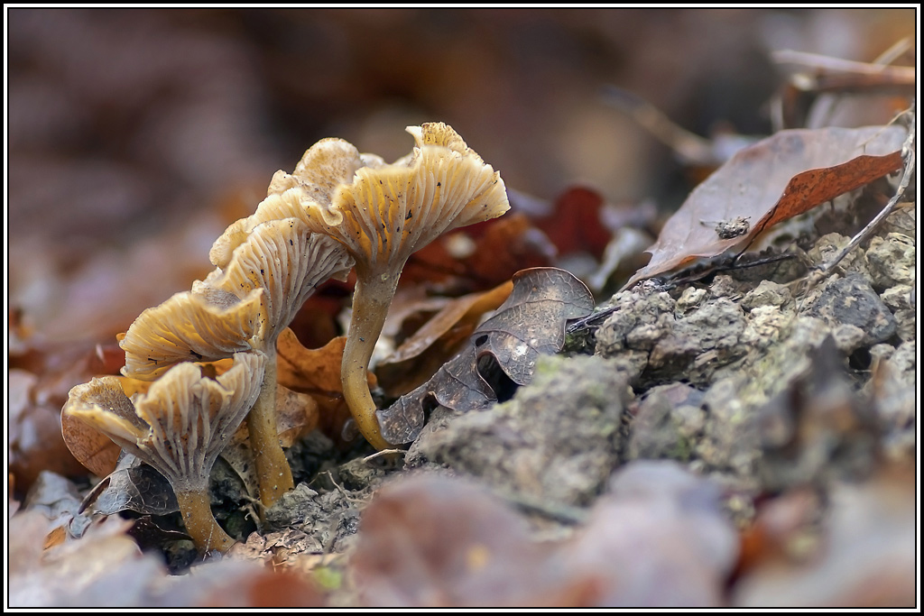 champignon(357_359).jpg