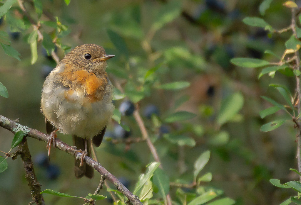 2- Rouge gorge juvénile.jpg