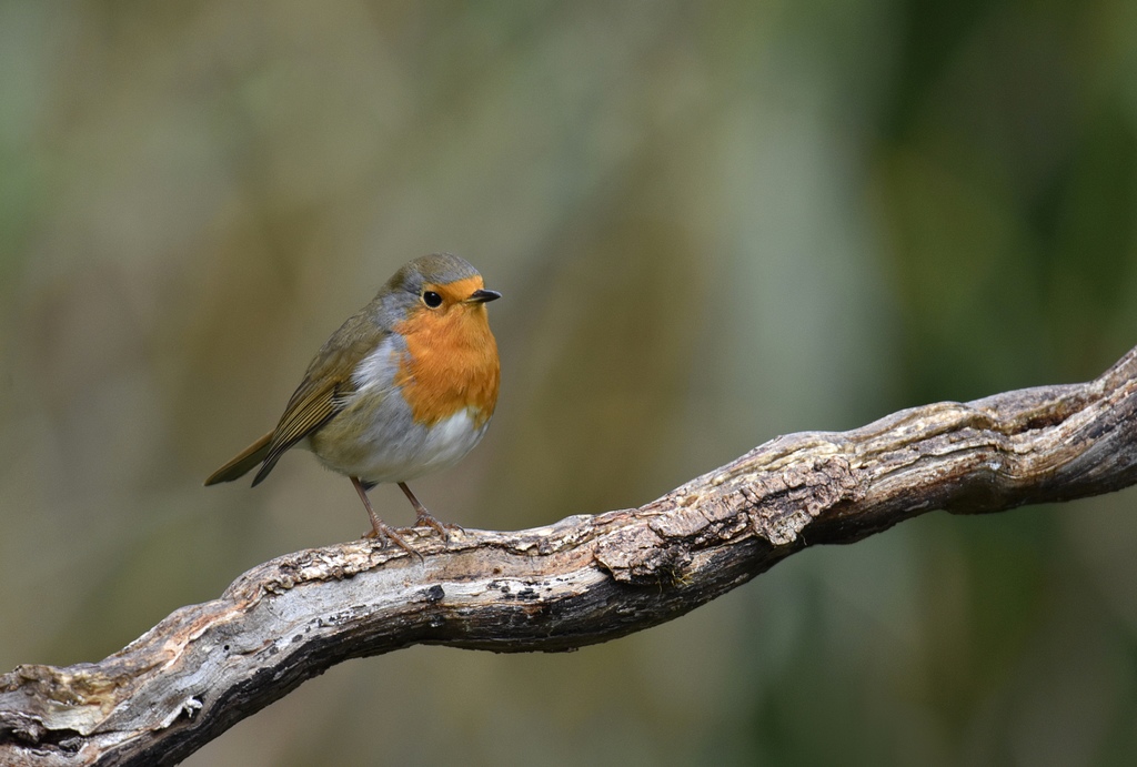 DSC_1786 -PI3 - POST.JPG