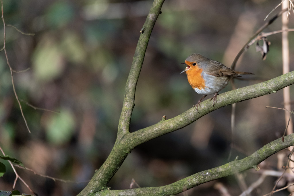 DSC_0564.jpg