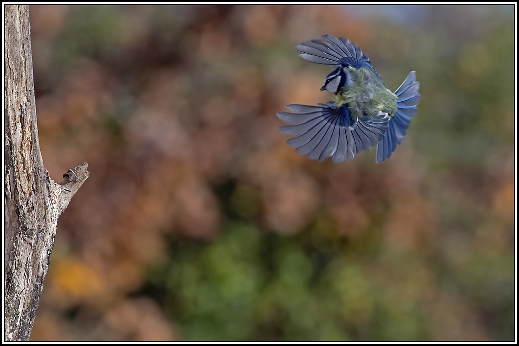 mesange_bleue(619).jpg
