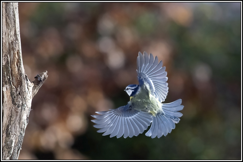 mesange_bleue(600).jpg