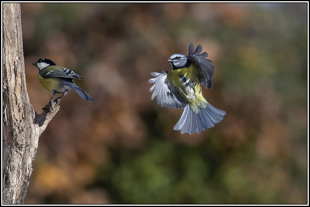 mesange_bleue(646).jpg