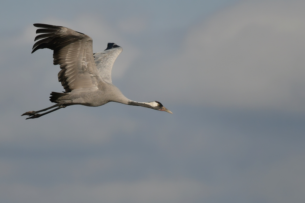 DSC_9575.JPG